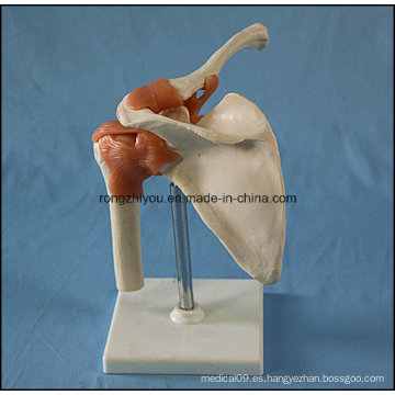 Anatomía humana humana modelo de hombro izquierdo con ligamento